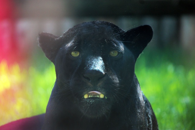 Лимпопо Зоопарк